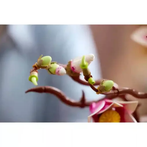 Lego Icons 11510 Magnólia virágok