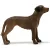 Schleich 13895 Afrikai oroszlánkutya
