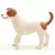 Schleich 13916 Jack Russel terrier kutya