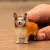 Schleich 13999 Welsh corgi kutya