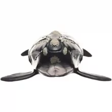 Schleich 14878 Északi simabálna