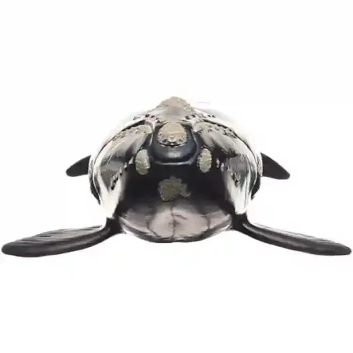 Schleich 14878 Északi simabálna