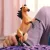 Schleich 14921 Musztáng csődör