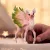 Schleich 70821 Varázslatos pegazus őzgida